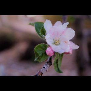 Meet your Posher, Maya